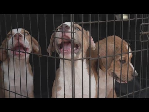 How animal rescue efforts are helping crews find Texas flood victims