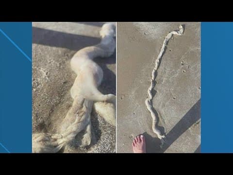 What the heck is it? This weird, wormy thing was found on Bolivar.