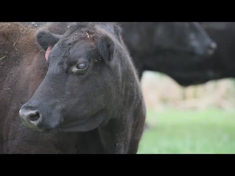 Groups sue Texas over new law that bans lab-grown meat