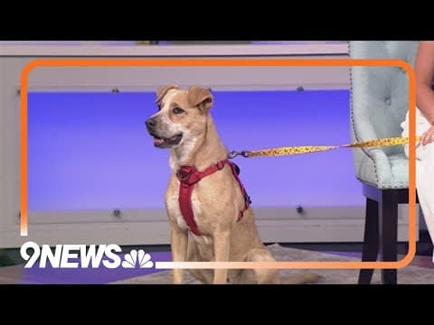 Lola's Rescue participating in Clear the Shelters