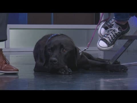 Tailwaggers: Meet Oso