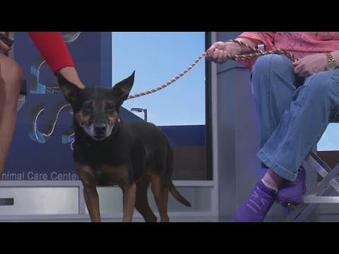 Tailwaggers: Meet Charisma