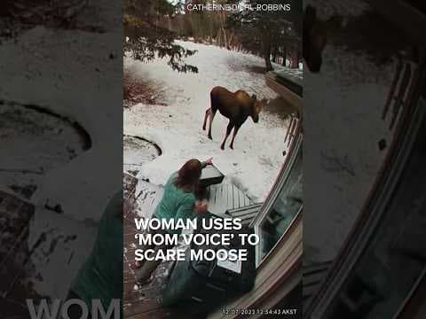 Woman uses her ‘mom voice’ to scare off moose