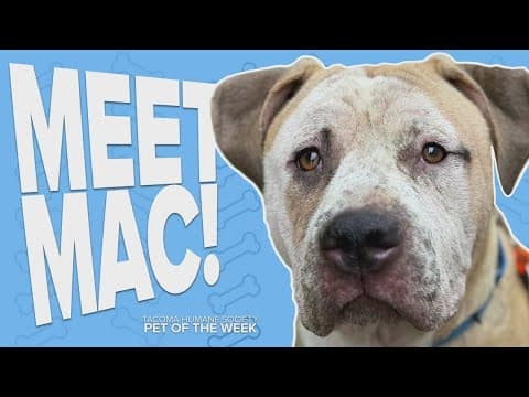 Pet Rescue of the Week: Mac