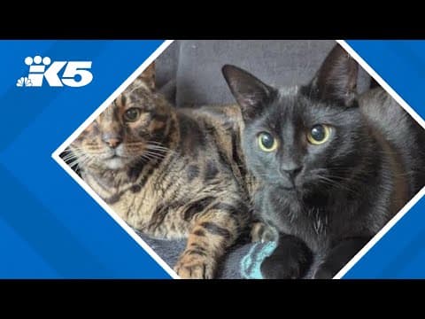 More than 100 cats rehomed after rescue