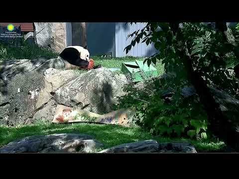 Bao Li celebrates a milestone at Smithsonian's National Zoo