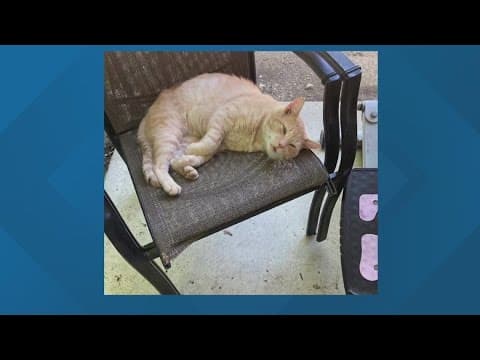Hilltop residents say cats are being killed in neighborhood