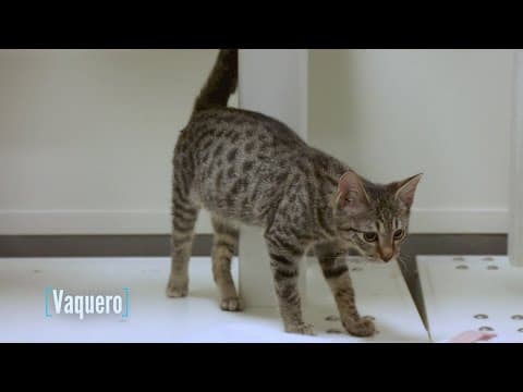 Tailwaggers: Meet Vaquero