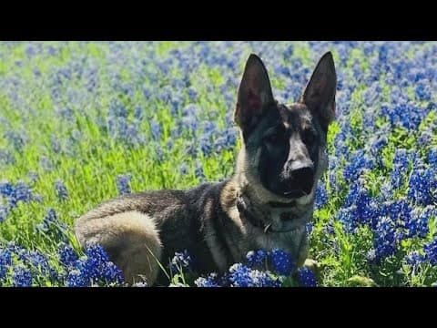 McKinney police K9, shooting suspect killed in officer-involved shooting, police say