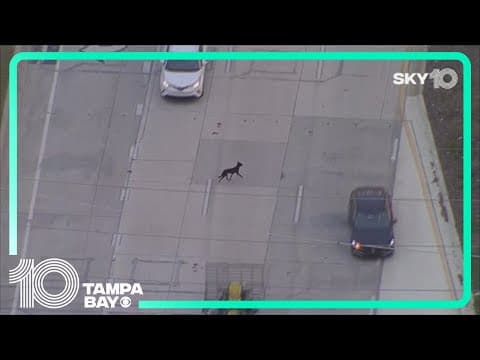 Dog gets loose after four-car crash, runs into oncoming traffic