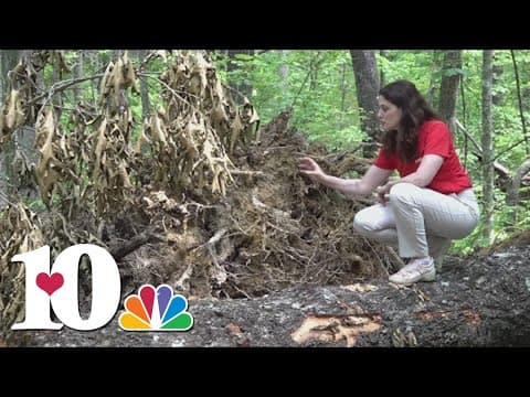 Sunday storms cause around $50,000 in damages to Charit Creek Lodge