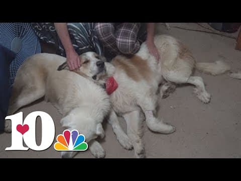 Winfield woman seeks answers after dog injured