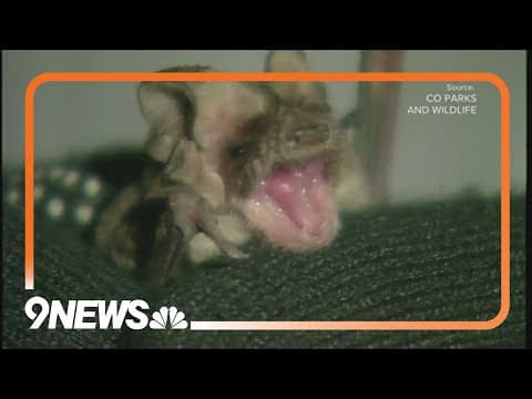 Rabid bats found in Arapahoe, El Paso counties: How to stay safe