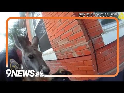 Bodycam footage shows Durango officers capture 'escape artist' kangaroo
