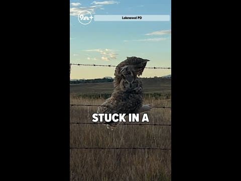 Owl Rescued! Lakewood Rangers save bird with broken wing