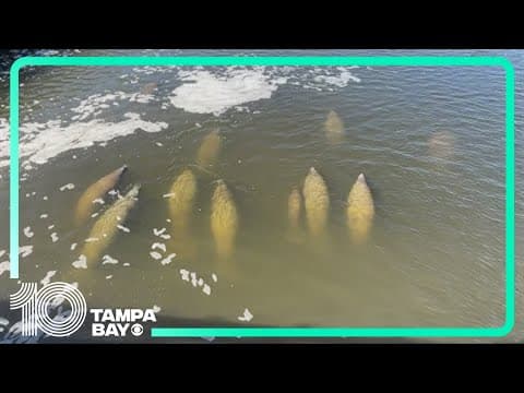Manatees begin to migrate to warmer water