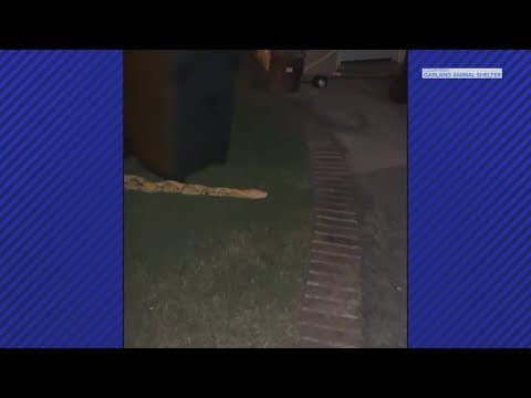 North Texas animal control captures 15-foot Python despite 'multiple strike attempts'