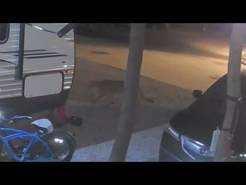 Mountain lion caught on camera in North Texas, marks second sighting this week