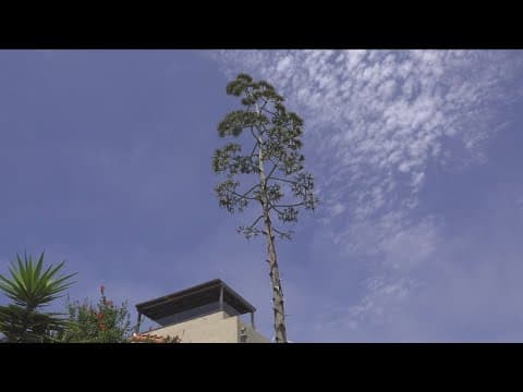 Ocean Beach woman's agave plant reaches for the record books.