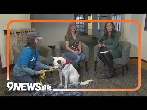 3-year-old cattle dog mix needs a forever home