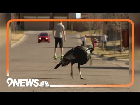 Corky Scholl's stories: Turkeys turn heads in Colorado neighborhood