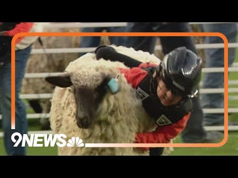 Broncos hold their annual halftime mutton bustin'