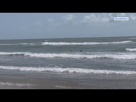 At least 4 shark attacks reported on South Padre Island during July Fourth celebrations