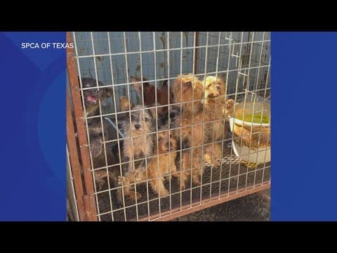 SPCA of Texas rescues 16 neglected dogs from rural Van Zandt property