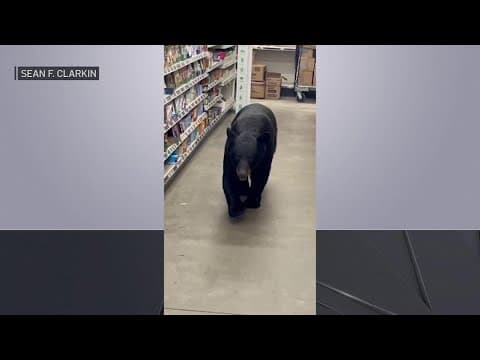 Bear seen walking through New Jersey Dollar General