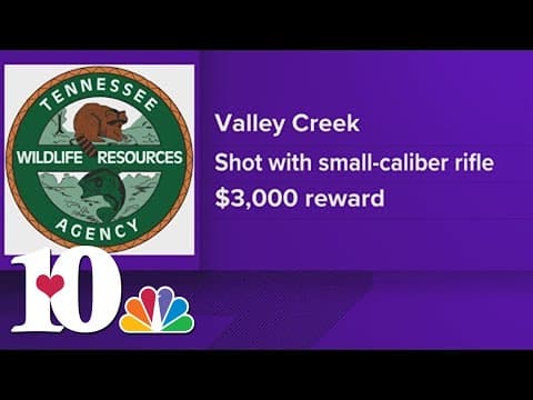 Young elk calf poached in wildlife management area, TWRA searching for those responsible