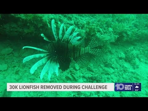 500 people participated in the lionfish challenge, removing over 30,000, FWC says