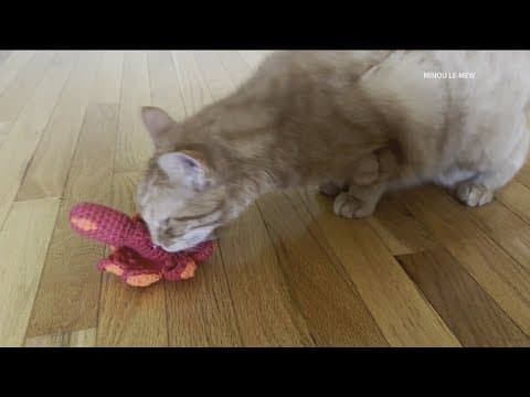 What toys do cats enjoy playing with?