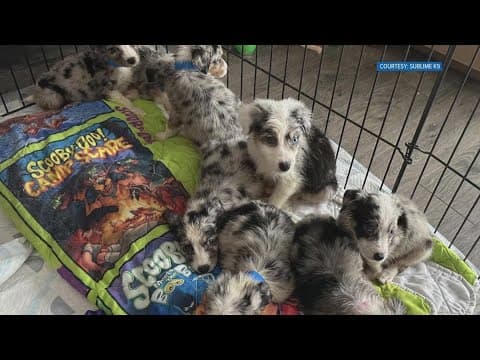 Two arrested after 12 dogs found living in 'inhumane conditions' in White Pine