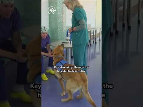 Rady Children's Hospital Working Fur Kids give-a-thon seeks donations for Resident Canine Therapy