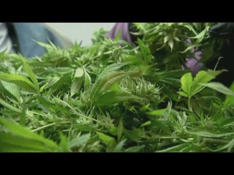 Maryland governor to announce mass marijuana pardons