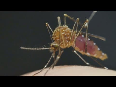 County reports second locally acquired Dengue case