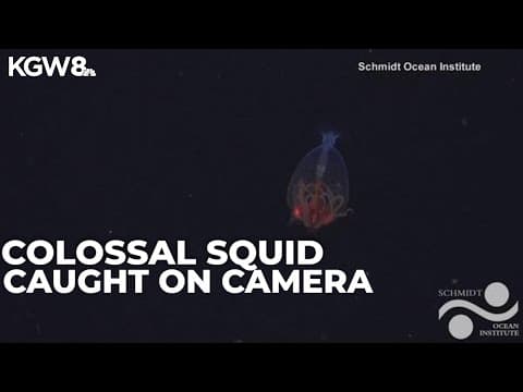 YouTube thumbnail for video pWlFEAYOp5U