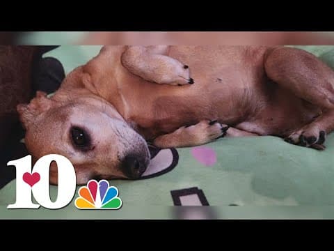 Dog owner in Powell urges pet safety after pet in critical condition for leptospirosis infection