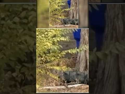 Police Shoot Mountain Lion in Colorado