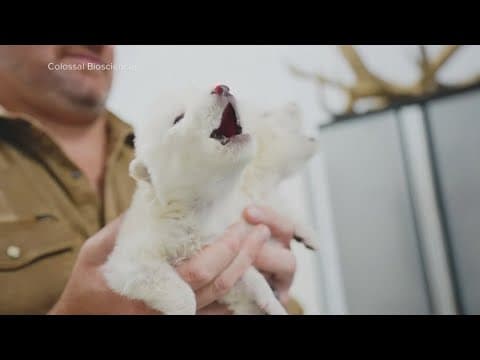 Dallas-based Colossal announces rebirth of once-extinct dire wolf