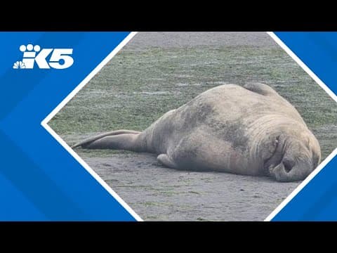 Elephant seal seen molting on Vashon Island