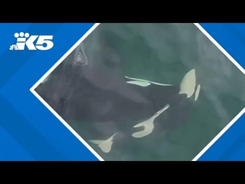 Orca seen pushing dead calf in Rosario Strait