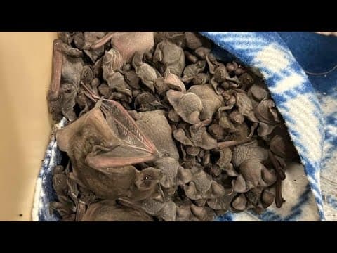 More than 100 bat pups rescued after being found under palm frond