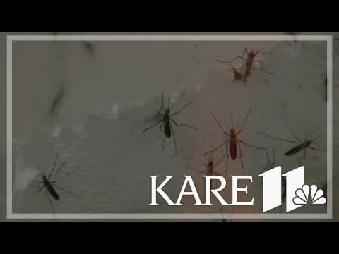 Experts forecast mosquito boom for Fourth of July