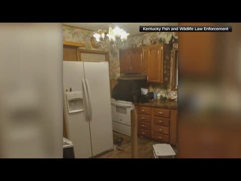 Kentucky family finds black bear in their home after it fell into the kitchen