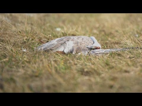Sandhill cranes suffer tragic losses as bird flu sweeps through southern Indiana