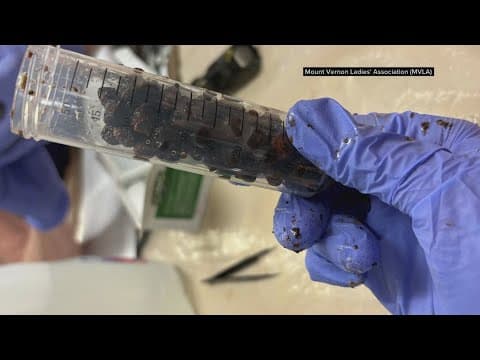 Archeologists find preserved berries under George Washington's Mount Vernon home