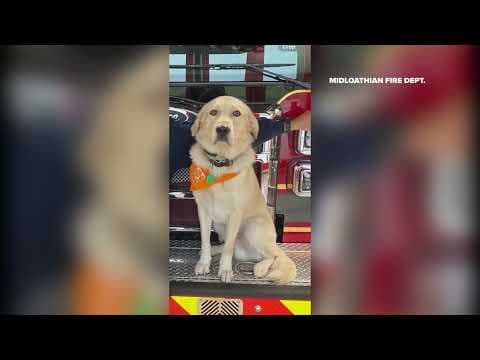 North Texas fire department's firehouse dog goes missing