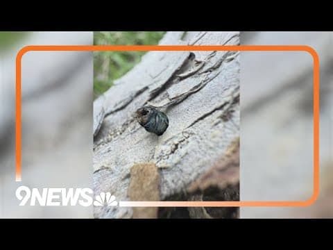 Invasive insect found in Denver for the first time