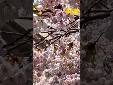 YouTube thumbnail for video q4Sq4qo3J-M